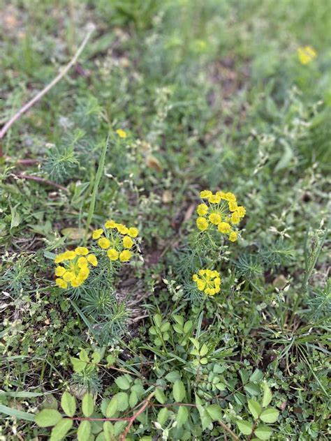 Sighting Cypress Spurge At Bloomfield CT PlantShare Go Botany