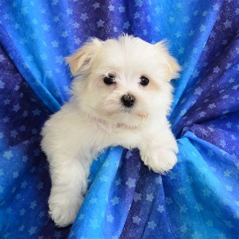 Male Maltese Puppies For Sale | Fancy Pups