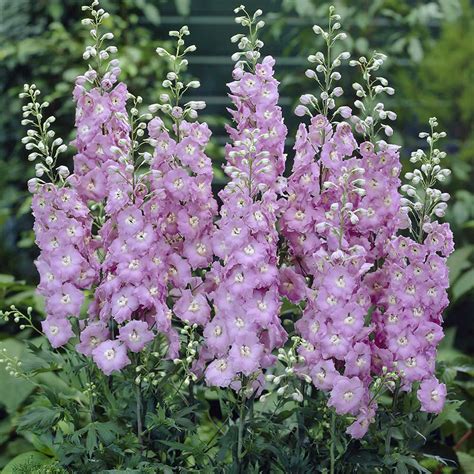 Delphinium Pacific Giants Astolat Ball