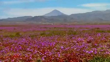 The Presurfer: The 'Driest Place On Earth' Is Covered In Pink Flowers