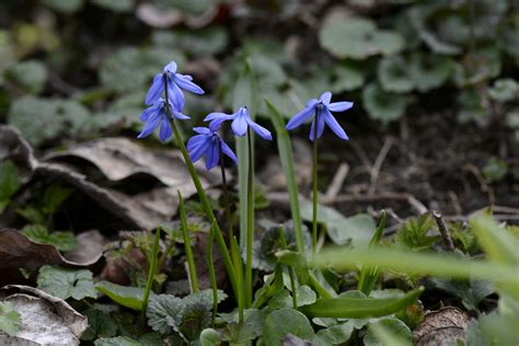 Nature Scilla Siberica