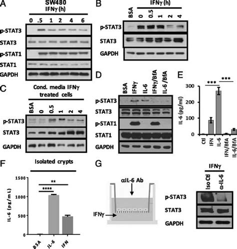 Compartmentalized Response Of Il 6stat3 Signaling In The Colonic