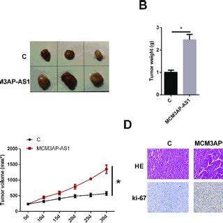 Overexpression Of MCM3AP AS1 Promoted Tumor Growth In Nude Mice