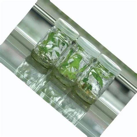 Plastic Ml Tissue Culture Glass Jars Ml At Rs Piece In Pune