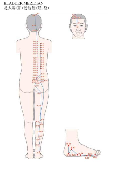 Acupuncture Bladder Meridian Good Shepherd