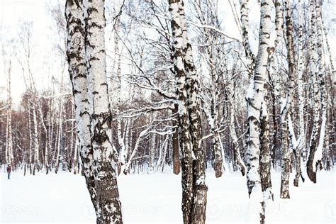 white birch trees in snow-covered forest 13755026 Stock Photo at Vecteezy