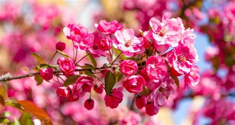 Flores Da Primavera Flor De Sakura Rosa Na árvore De Primavera