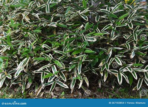 Kuma Bamboo Grass Sasa Veitchii Stock Photo Image Of Turn Garden