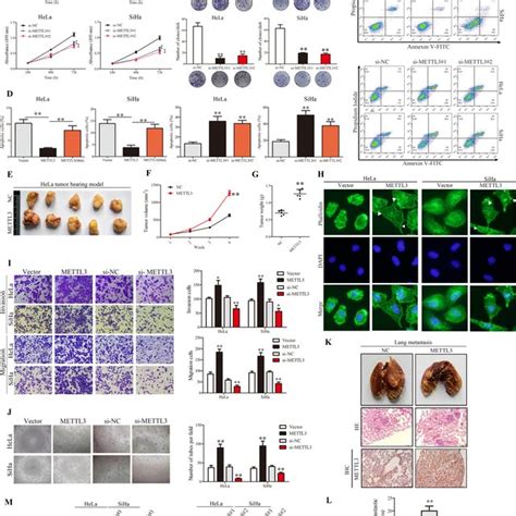 METTL3 Promotes Proliferation And Metastasis Of CC Cells In Vitro And