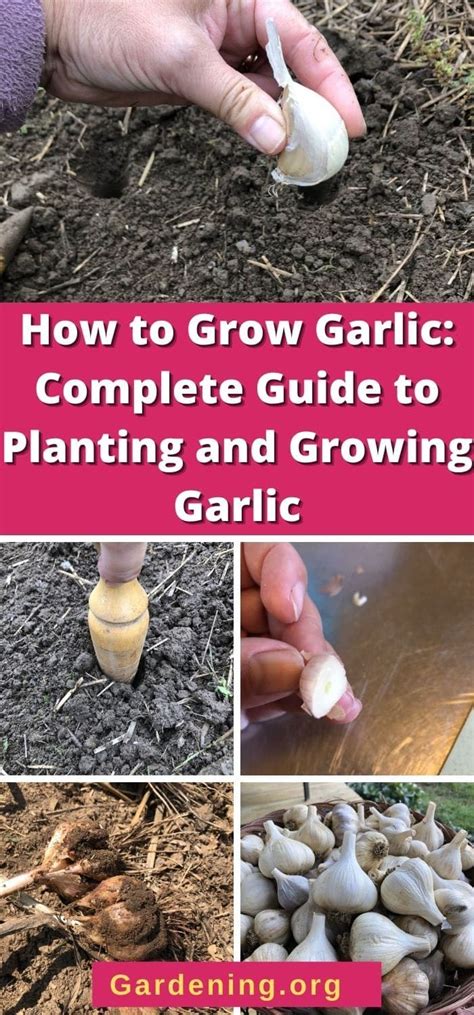 How To Grow Garlic Complete Guide To Planting And Growing Garlic