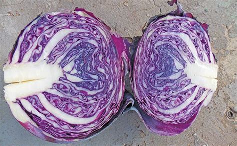 cabbage  ancient nutritious crop  popular