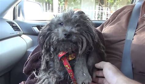 A Terrified Abandoned Dog Gets Rescued You Wont Believe The