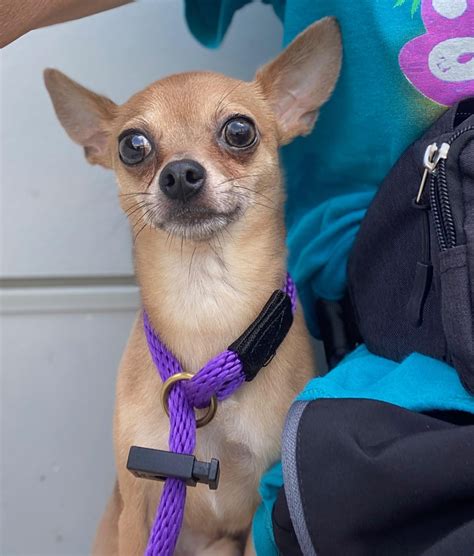 prince william county animal shelter 3
