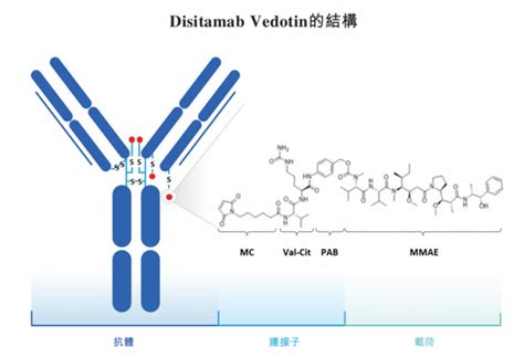 国产首款adc！荣昌生物「维迪西妥单抗」获批上市，治疗胃癌 知乎