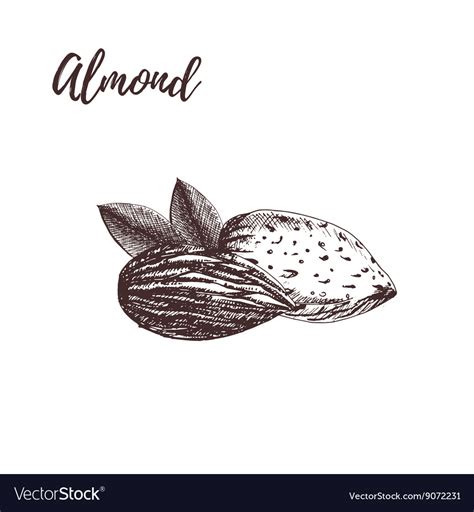 Almond Hand Drawn Sketch Royalty Free Vector Image