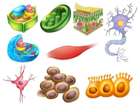 Células De Biologia Diferentes 304026 Vetor No Vecteezy