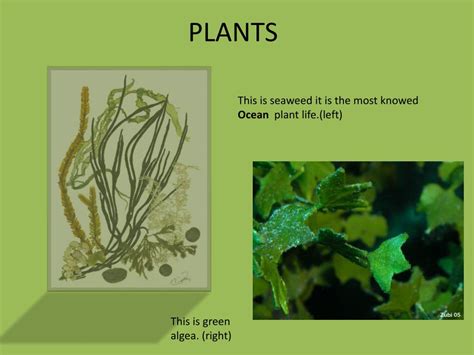 Ppt Ocean Powerpoint Presentation Free Download Id 2492503