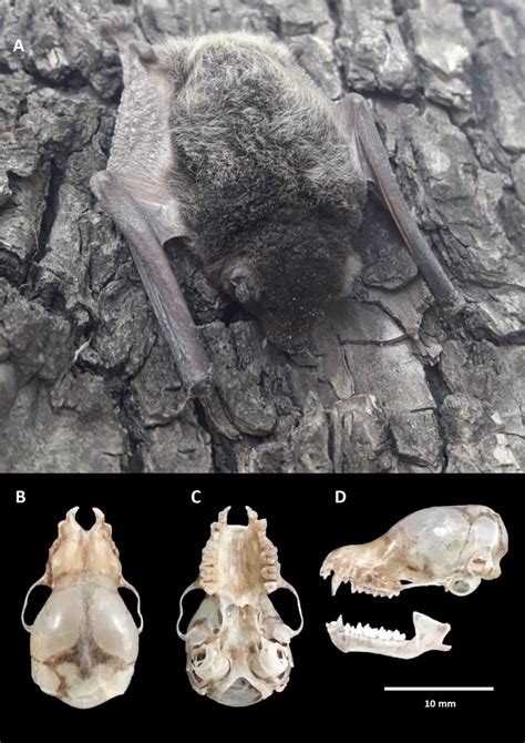 Myotis Albescens Inali A700 Capturado En La Ciudad De Santo Tomé Download Scientific Diagram