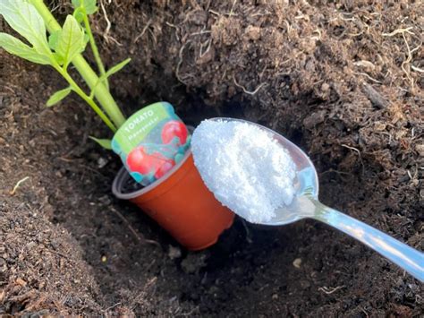 How To Propagate Tomato Plants From Cuttings Tomato Bible