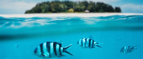 Tuvalu Public Holidays - PublicHolidays.asia