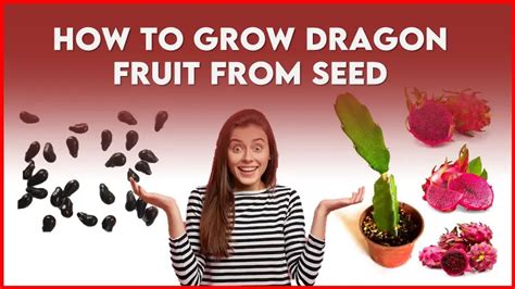 How To Grow Dragon Fruit From Seed Effectively A Unique Farming Setup