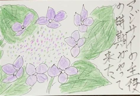 紫陽花の主役の時期がやって来た 絵手紙 交流ひろば てがみ倶楽部