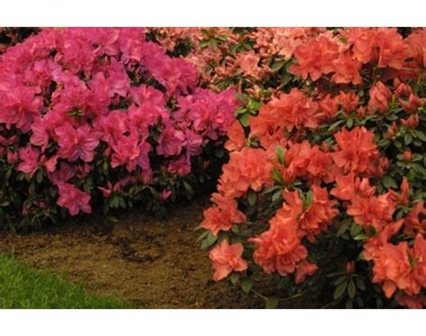 Evergreen Shrubs in Zone 5 | eHow | Landscaping plants, Evergreen shrubs, Shade shrubs