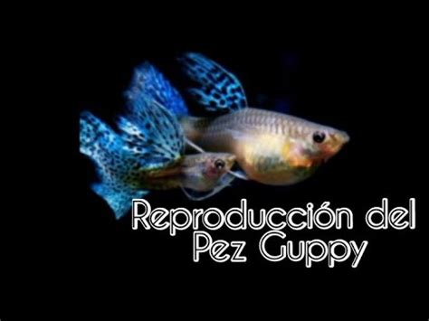 REPRODUCCIÓN DE PECES GUPPYS cómo reproducir al pez guppys YouTube