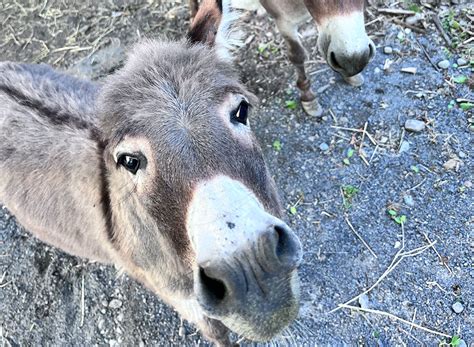 miniature donkey utica zoo