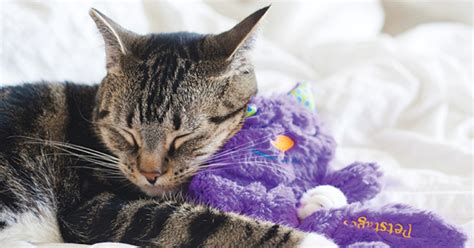 Purring Plush Cat Toy Only $3.25 (Regularly $15) | Soothes Anxious Cats