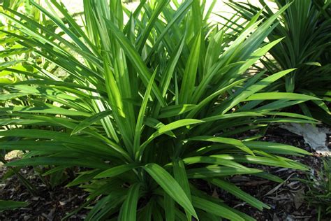 Edible Pandan Pandanus Amaryllifolius Plant Profile Oxley Nursery