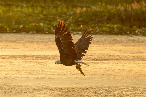 Безкоштовне стокове фото: andes, vista, vultur gryphus, андійський ...
