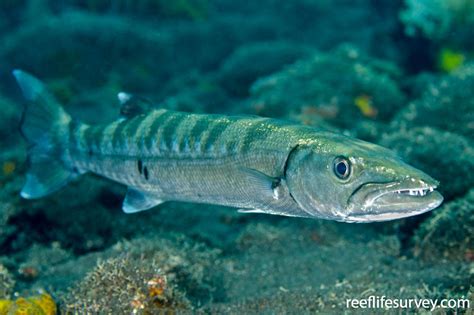 Sphyraena barracuda - Great Barracuda | ReefLifeSurvey.com