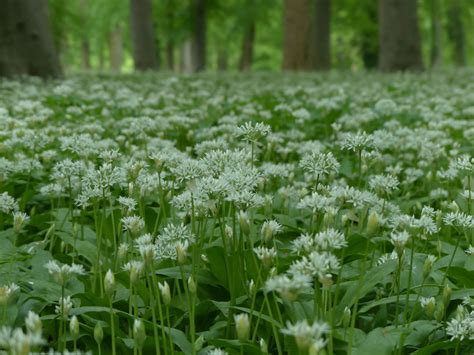 Травы леса (много фото) - treepics.ru
