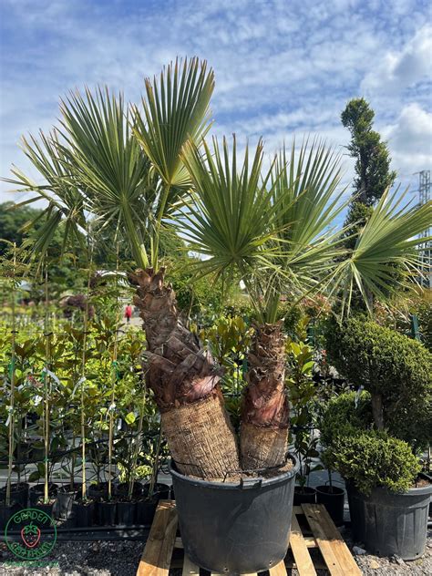 Washingtonia Pestovanie A Starostlivosť Garden Centrum Záhradníci