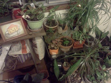 My plants are taking over my kitchen. : r/houseplants