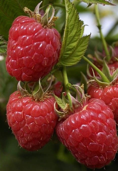 Tailler Vos Framboisiers Gamm Vert Growing Raspberries Raspberry