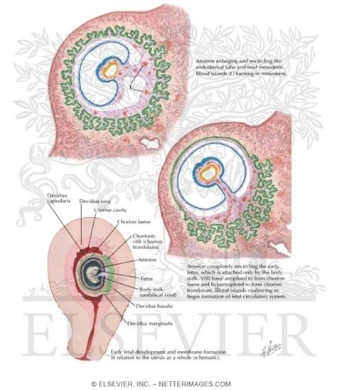 Development Of Placenta And Fetal Membranes