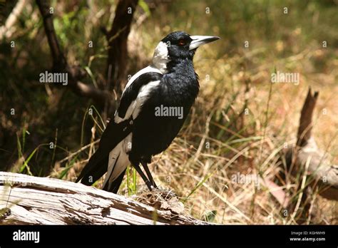 Australian Magpie Gymnorhina Tibicen Stock Photo Alamy