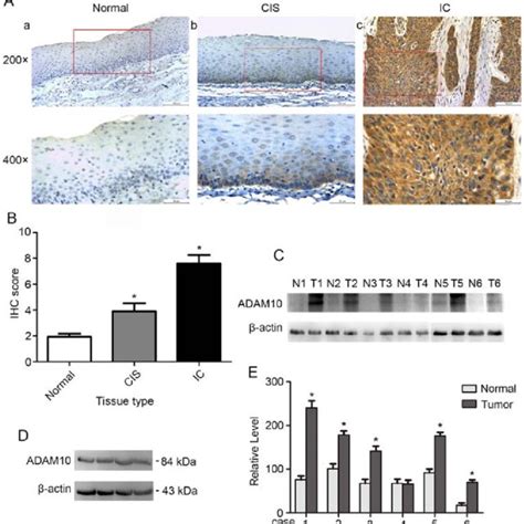 Effects Of Adam10 Si3 On The Proliferation Of Fadu Cells A C Western Download Scientific