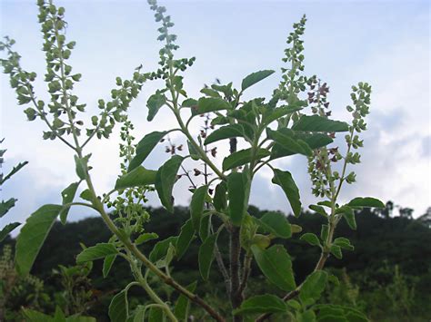 Ocimum Tenuiflorum Lamiaceae Image 28413 At PhytoImages Siu Edu