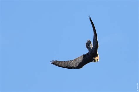 Faucon Lanier Falco Biarmicus Lanner Falcon Lannerfalke Site De