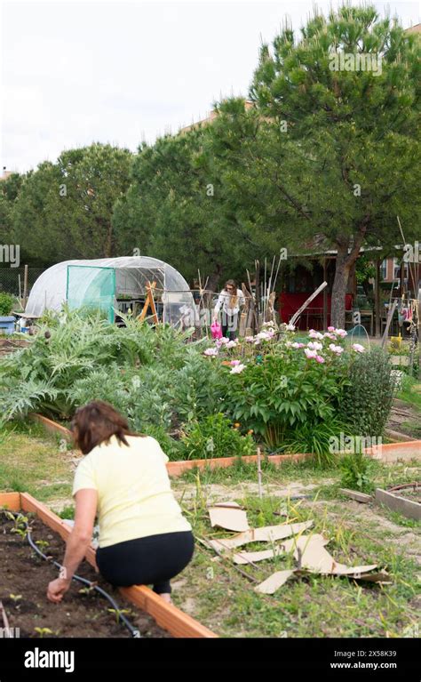 Neighborhood Cooperative Ecological Garden With Women Cultivating And A