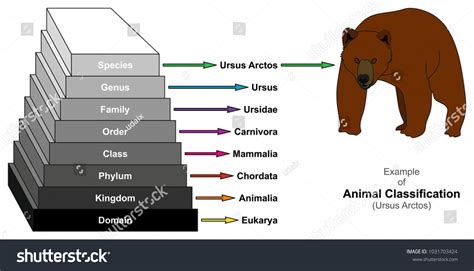 Example of Animal Classification Pyramid infographic diagram showing Ursus Arctos domain kingdom ...