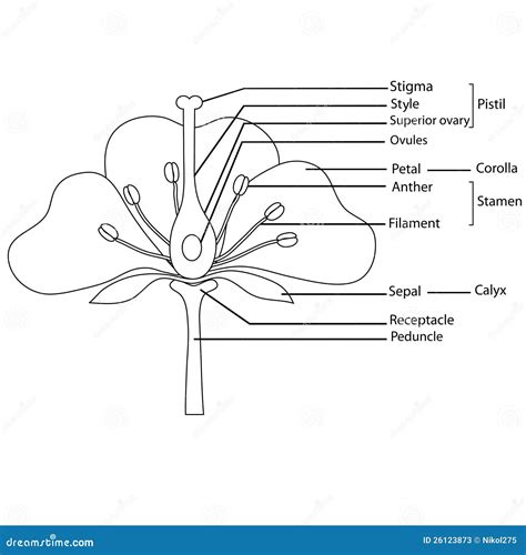 Schematische Tekening Van Een Bloem Bloemen