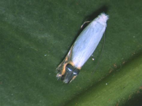 Manejo Ecol Gico Do Bicho Mineiro No Caf Revista Cultivar