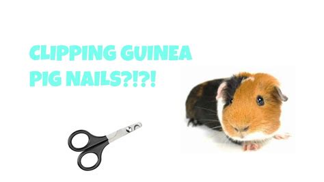 HOW TO CLIP GUINEA PIGS NAILS YouTube