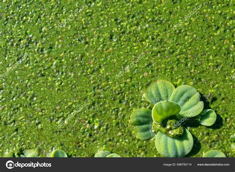 Pistia Stratiotes Swims Aquatic Plants Rootless Duckweed Wolffia