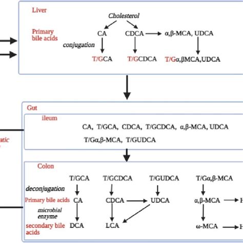 Time Dependent Deconjugation Of Glycine Conjugated Bile Acids To Their