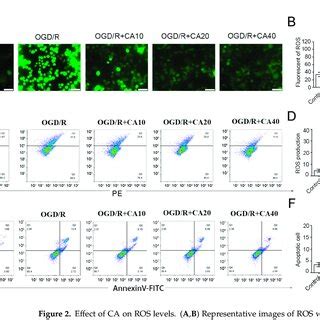 Effect Of Ca On Ros Levels A B Representative Images Of Ros With